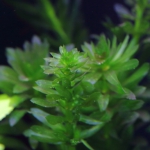 植栽から5日目　アナカリス